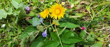 Event-Image for 'Grüne Schätze der Natur - Kräuter sammeln und verarbeiten'