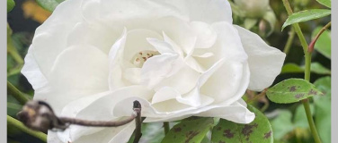 Event-Image for 'Kreative Sprachspiele: Autobiographische Miniaturen'