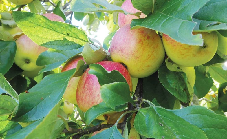 Workshop Selbstcoaching mit Logosynthese Tickets