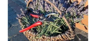 Event-Image for 'Ein Kraut für die Sinne: Räucherwerk fürs Neue Jahr'