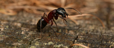 Event-Image for 'Lazy Ant'