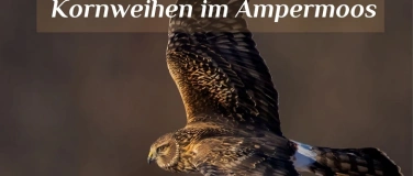Event-Image for 'Kornweihenbeobachtung im Ampermoos'