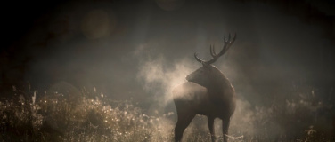 Event-Image for 'Le Chant des for&ecirc;ts'