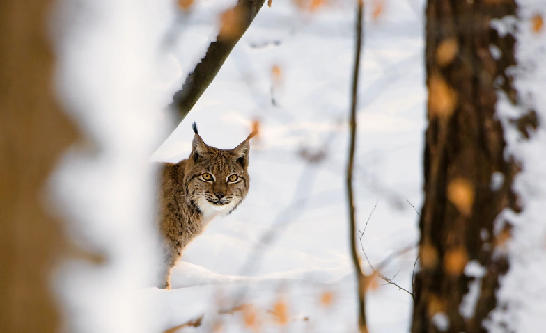Der König vom Gantrisch – auf den Spuren des Luchses Tickets