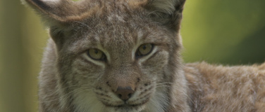 Event-Image for 'Tag des Luchses im Wildpark Schwarze Berge'