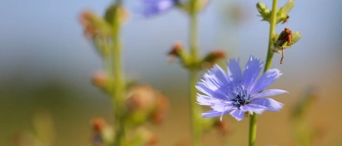 Event-Image for 'Kiesgrubenexkursion &laquo;Wilde Vielfalt in der Kiesgrube&raquo;'