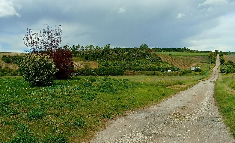 Event-Image for 'Kräuterwanderung'