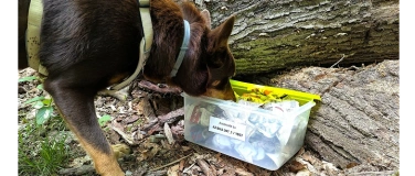 Event-Image for 'Der Tote vom Maibachtal - Krimiwanderung mit Hund'