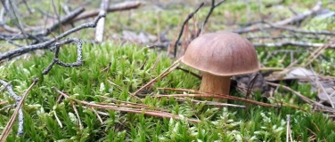 Event-Image for '"Die Pilze sind da!" Naturkundliche Pilzwanderung'