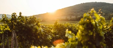 Event-Image for 'Rebenrausch - Weinprobe im Weinberg'