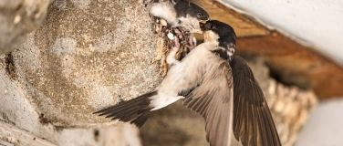 Event-Image for 'Naturschutzverein Bülach: Auf den Spuren der Schwalben'