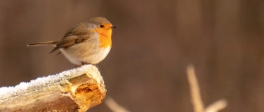 Event-Image for 'Vogelkundlicher Abendspaziergang in Kr&ouml;llwitz'