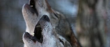 Event-Image for 'Tag der Wölfe im Wildpark Schwarze Berge'