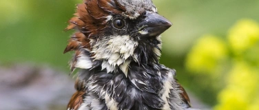 Event-Image for 'Natur im Garten &ndash; Multivisionsvortrag von Roland G&uuml;nter'