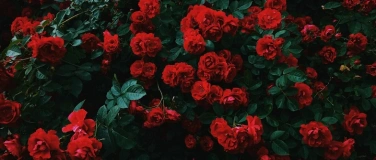 Event-Image for 'Adam & Eve - Valentinstag Dinner'