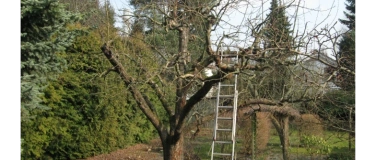 Event-Image for 'Baumschnitt an Altbäumen (Theorieseminar)'