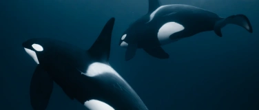 Event-Image for 'Reisevortrag: 70&deg; NORTH &ndash; Im Reich der Orcas*'