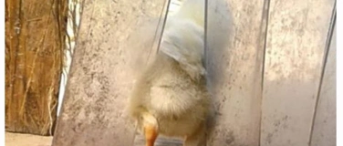 Event-Image for 'MONPOULETS - CRAZYCHICKEN - H&uuml;hner im Atelier....'