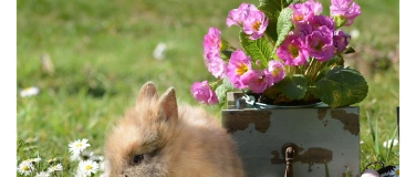 Event-Image for 'Ostern wird lecker! ...Osterhasen-Büfett'