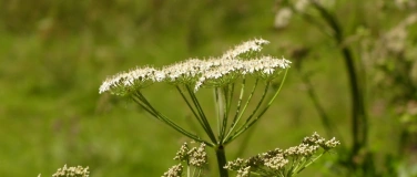 Event-Image for 'Die Jungen Wilden - Kräuterwanderung mit Anke Höller'