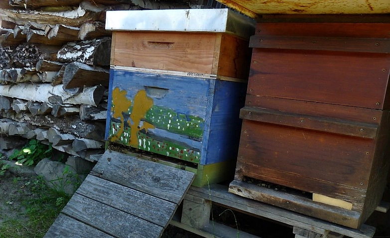 Event-Image for 'Tag der offenen T&uuml;r in der Imkerei - Gl&auml;serne Produktion'