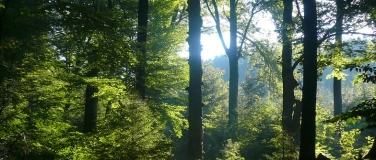 Event-Image for 'Waldbaden &ndash; Entspannen mit der Kraft der Natur'