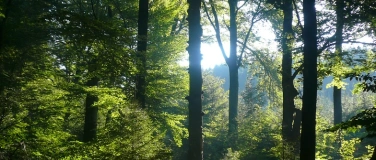 Event-Image for 'Waldbaden &ndash; Entspannen mit der Kraft der Natur'