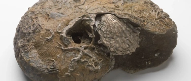 Event-Image for 'Mittagsführung «Paläontologische Schätze der Region»'