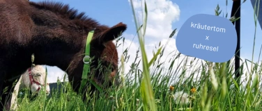 Event-Image for 'Wildkräuterkunde mit tierischen Ausklang (3h)'