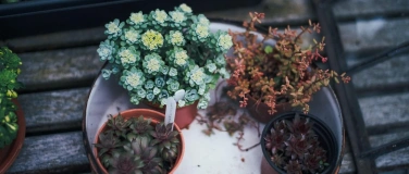 Event-Image for 'Pflanzen-Tausch B&ouml;rse'