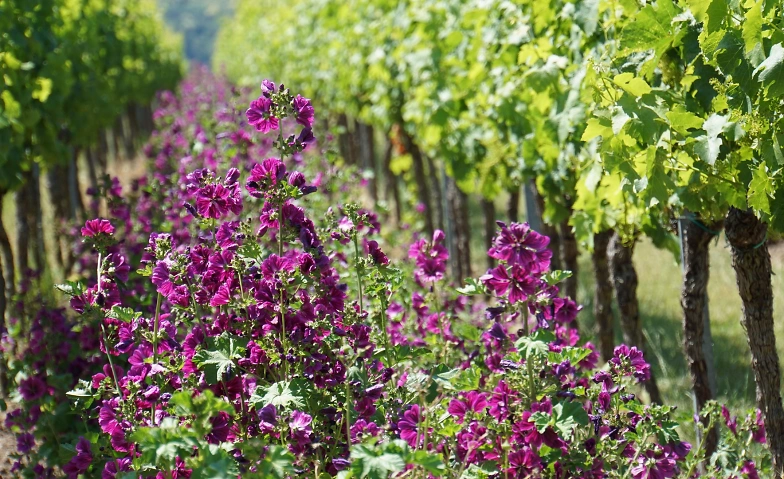 Event-Image for 'Wein & Natur im Einklang'