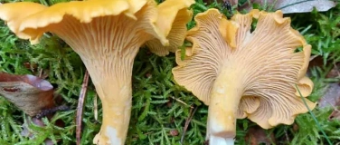 Event-Image for 'Pilzkurs: Pilze sicher erkennen lernen &ndash; 2-Tageskurs'