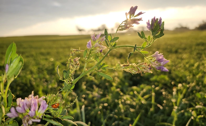 Event-Image for 'Von der Natur zur Kosmetik'