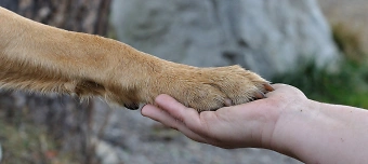 Event organiser of Hundezahnputzkurs - Zahnputzkurs für Hunde (Kopie)