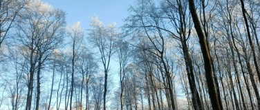 Event-Image for 'Rauhnächte im Winterwald - Loslassen & Reinigen'