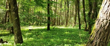 Event-Image for 'Deutschland geht Waldbaden- Benefiz Aktion'