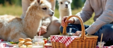 Event-Image for 'Picknick inmitten Alpakas'