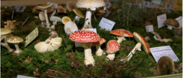 Event-Image for 'Pilzausstellung'