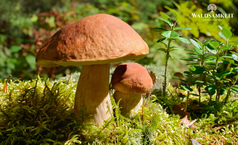 Event-Image for 'Pilzf&uuml;hrung Berlin'