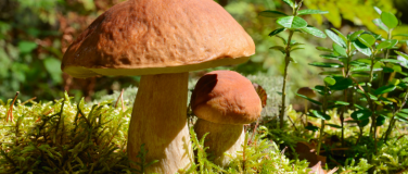 Event-Image for 'Pilzführung'