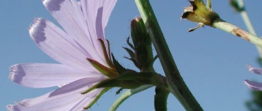 Event-Image for 'Wildpflanzen- und Kr&auml;utermarkt Pratteln'