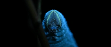 Event-Image for 'Käfer & Kundig – Die Insektenshow: Kinderprogramm'