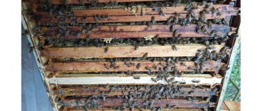 Event-Image for 'Workshop im Naturpark “Propolis - der Alleskönner"'