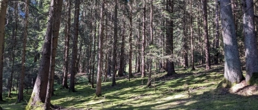 Event-Image for 'Shinrin Yoku/Waldbaden im Juni bei Grafing b. München'