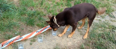 Event-Image for 'Wer hat die Weinkönigin vergiftet - Krimiwanderung mit Hund'