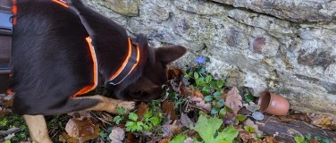 Event-Image for 'Sensationsfund im römischen Gutshof - Schatzsuche mit Hund'
