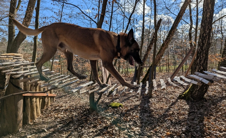 Event-Image for 'Hundekletterpark - K&ouml;rperbewusstsein und Balance'