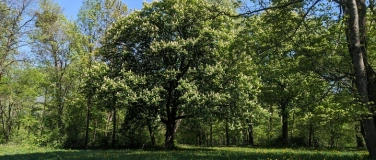 Event-Image for 'Shinrin Yoku: Schnupper-Waldbaden im Park am Samstag, 02.08.'