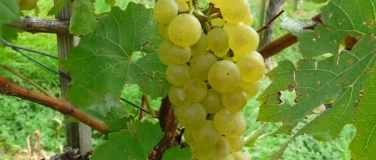 Event-Image for '&laquo;Der R&auml;uschling. Wo kommt er her und was macht ihn aus?&raquo;'