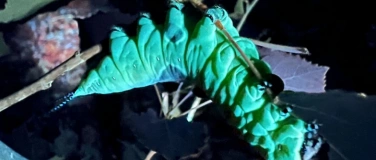 Event-Image for 'Vortrag und Nachtwanderung “Das nächtliche Leben der Raupen”'